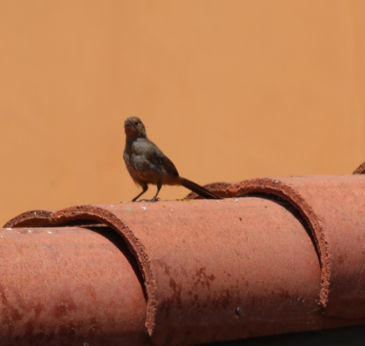 California Towhee - ML641222484