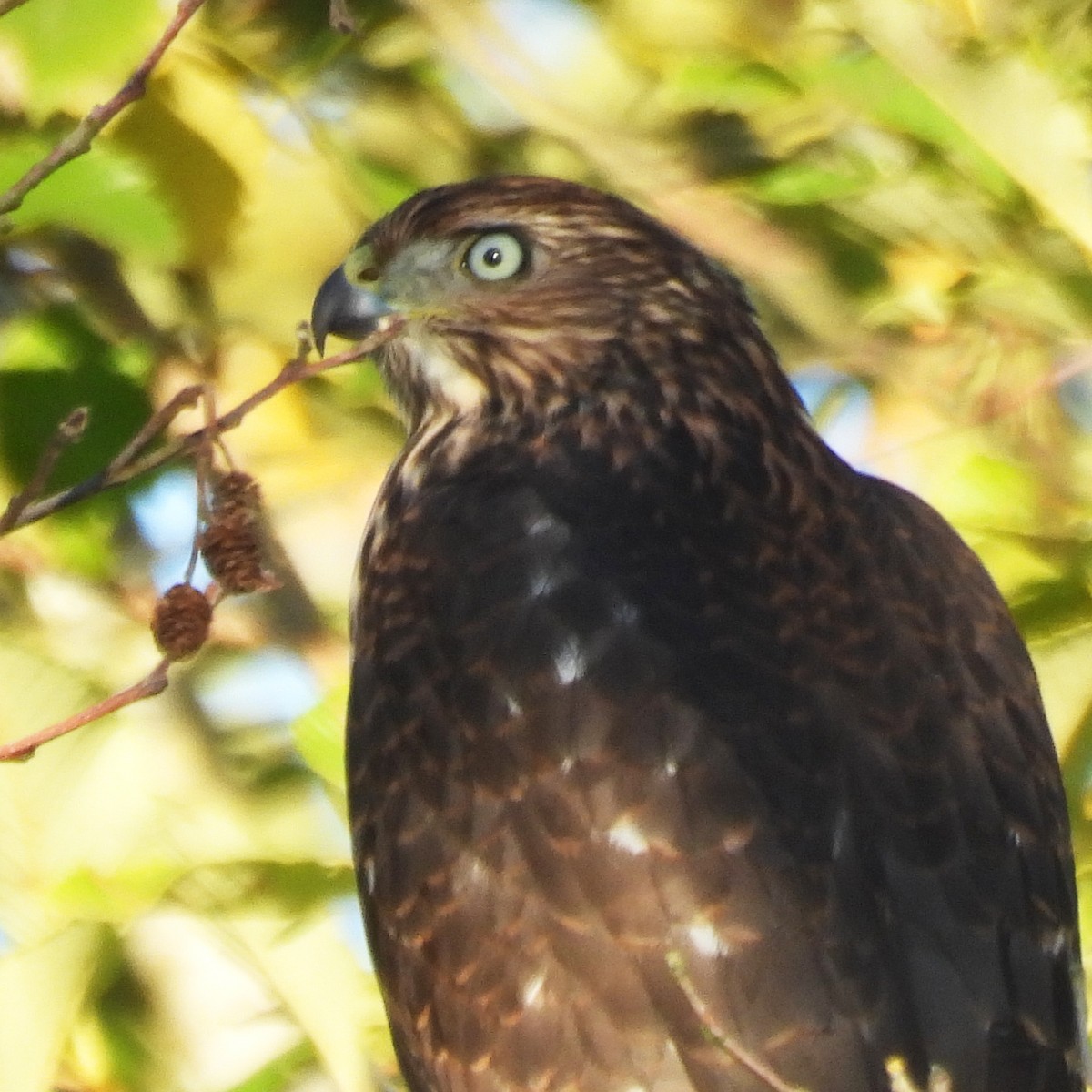 Cooper's Hawk - ML641222495