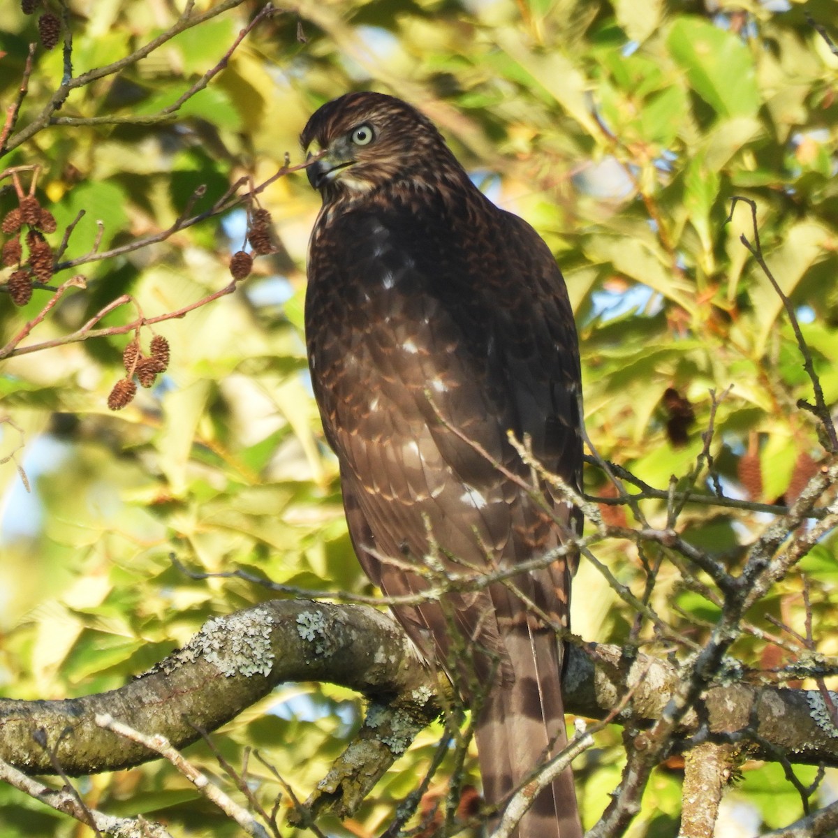 Cooper's Hawk - ML641222496