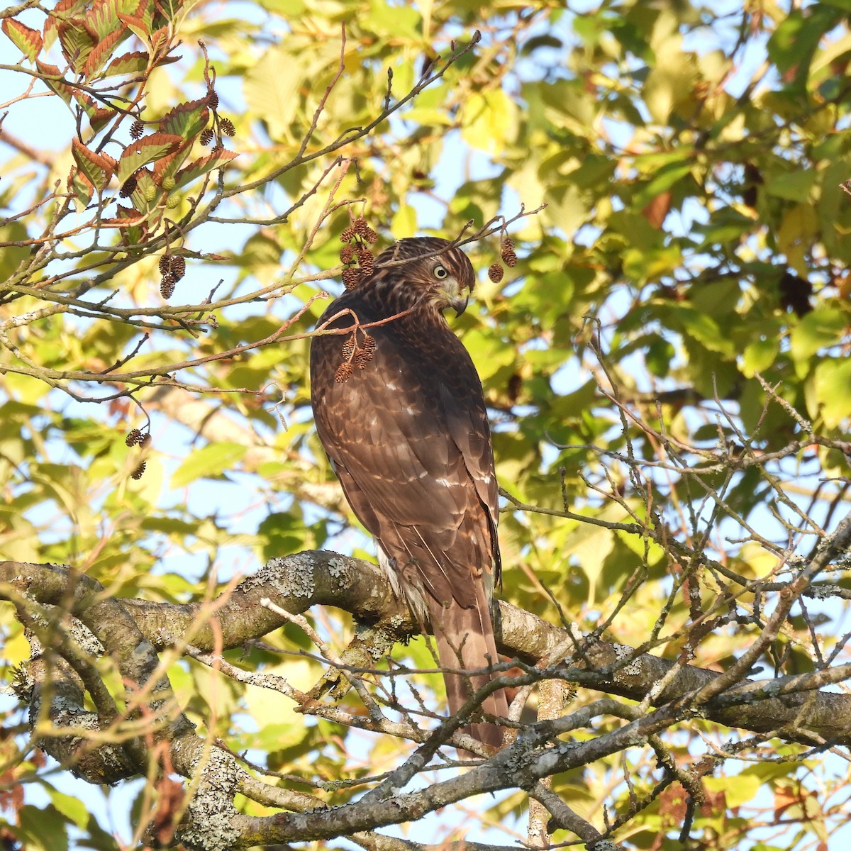 Cooper's Hawk - ML641222498