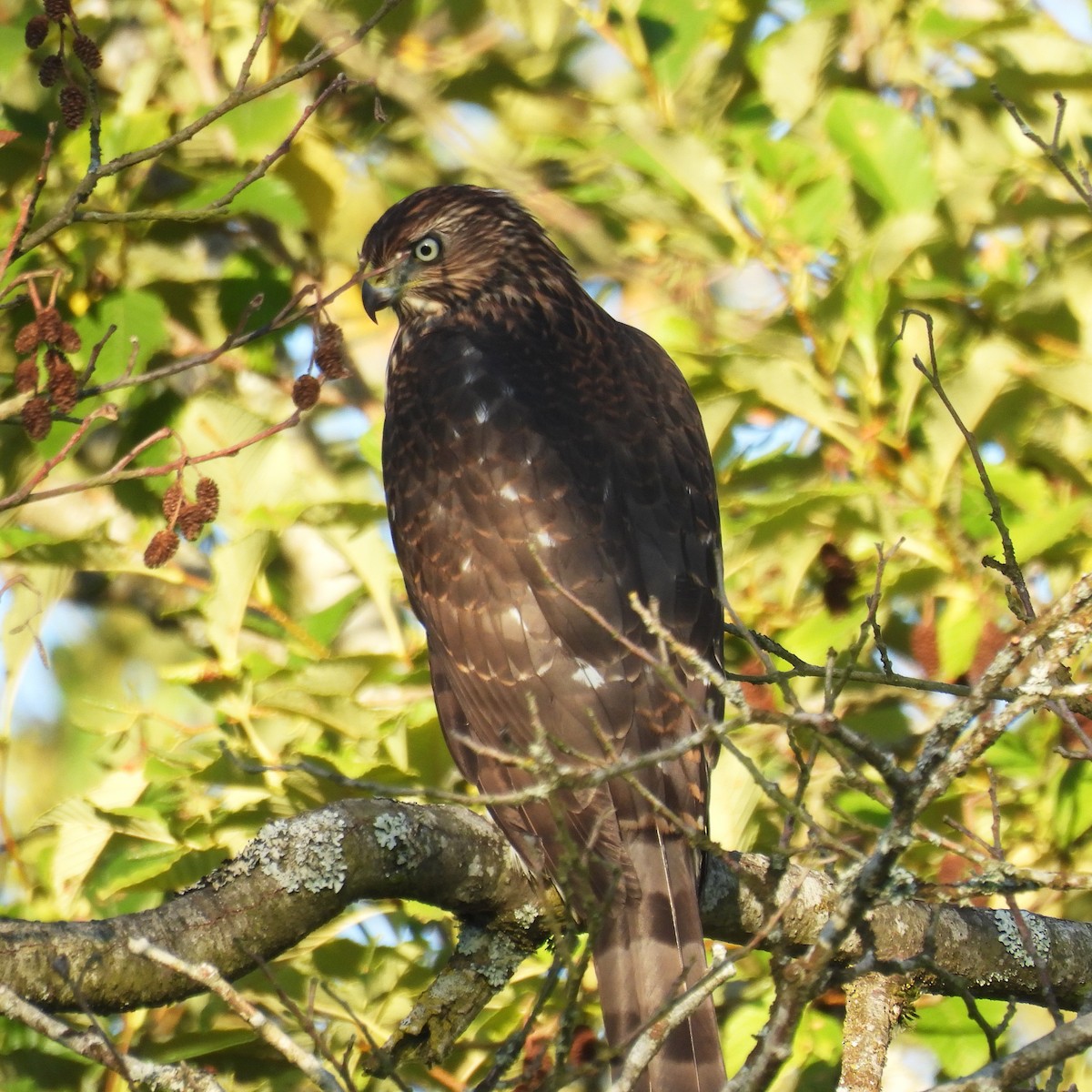 Cooper's Hawk - ML641222499