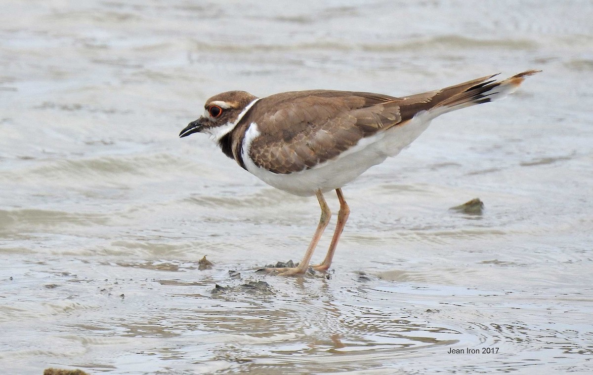 Killdeer - ML64122251