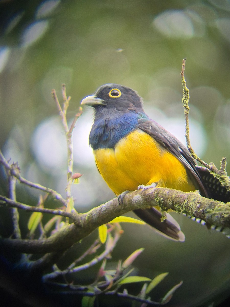 Gartered Violaceous Trogon - ML641222518