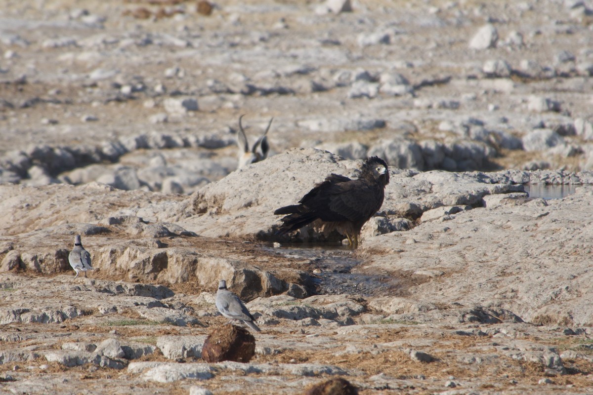 African Harrier-Hawk - ML641222541
