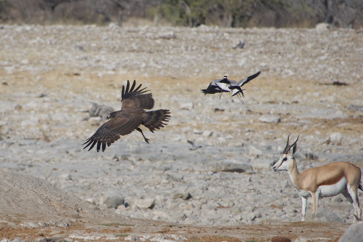 African Harrier-Hawk - ML641222542