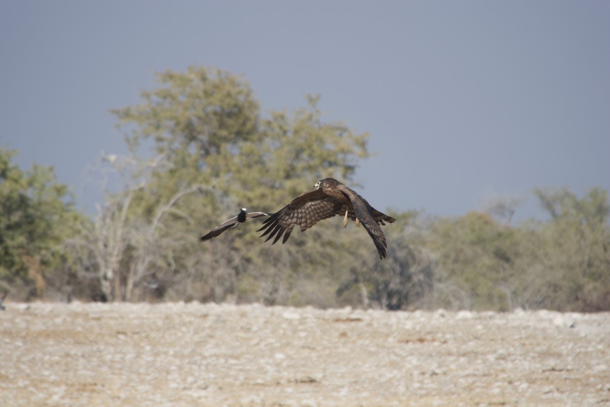 African Harrier-Hawk - ML641222543