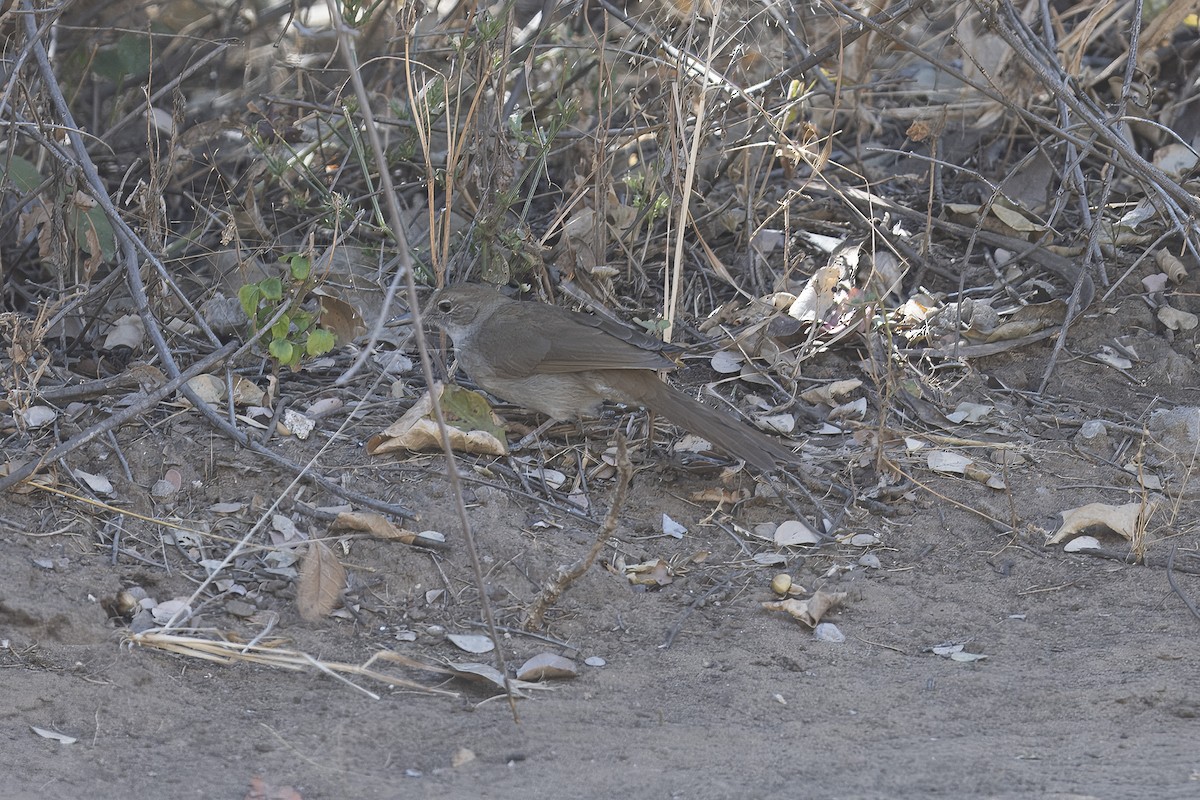 Terrestrial Brownbul - ML641222553