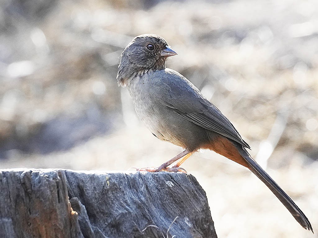 California Towhee - ML641222581