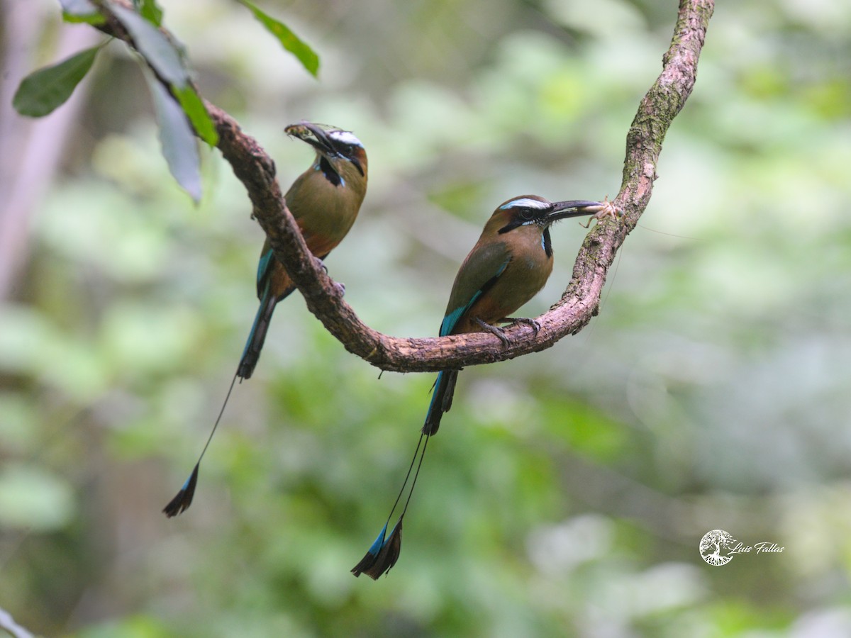 Turquoise-browed Motmot - ML641222583