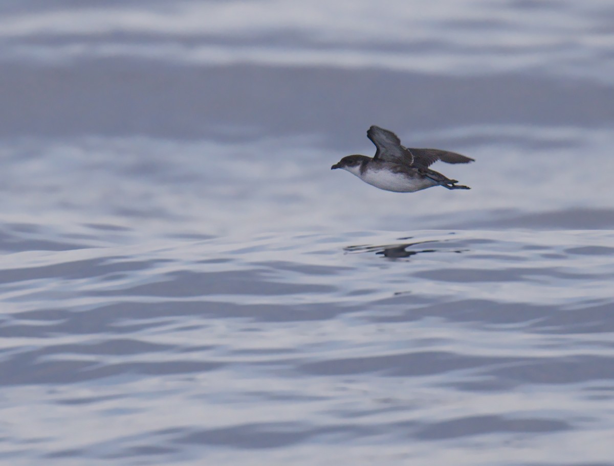 Peruvian Diving-Petrel - ML641222612