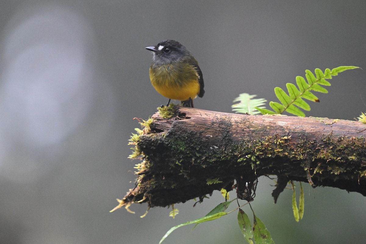 Ornate Flycatcher - ML641222616