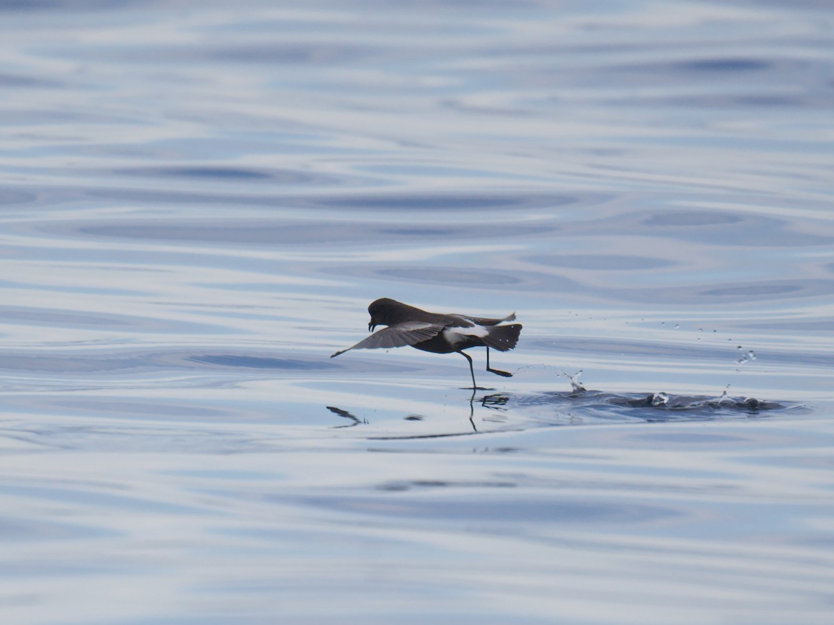 Wilson's Storm-Petrel - ML641222624