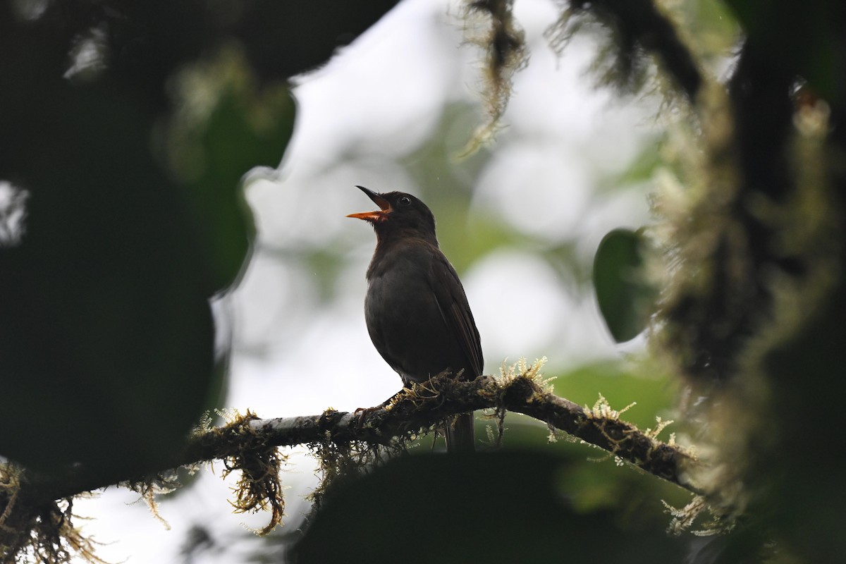 Rufous-brown Solitaire - ML641222628