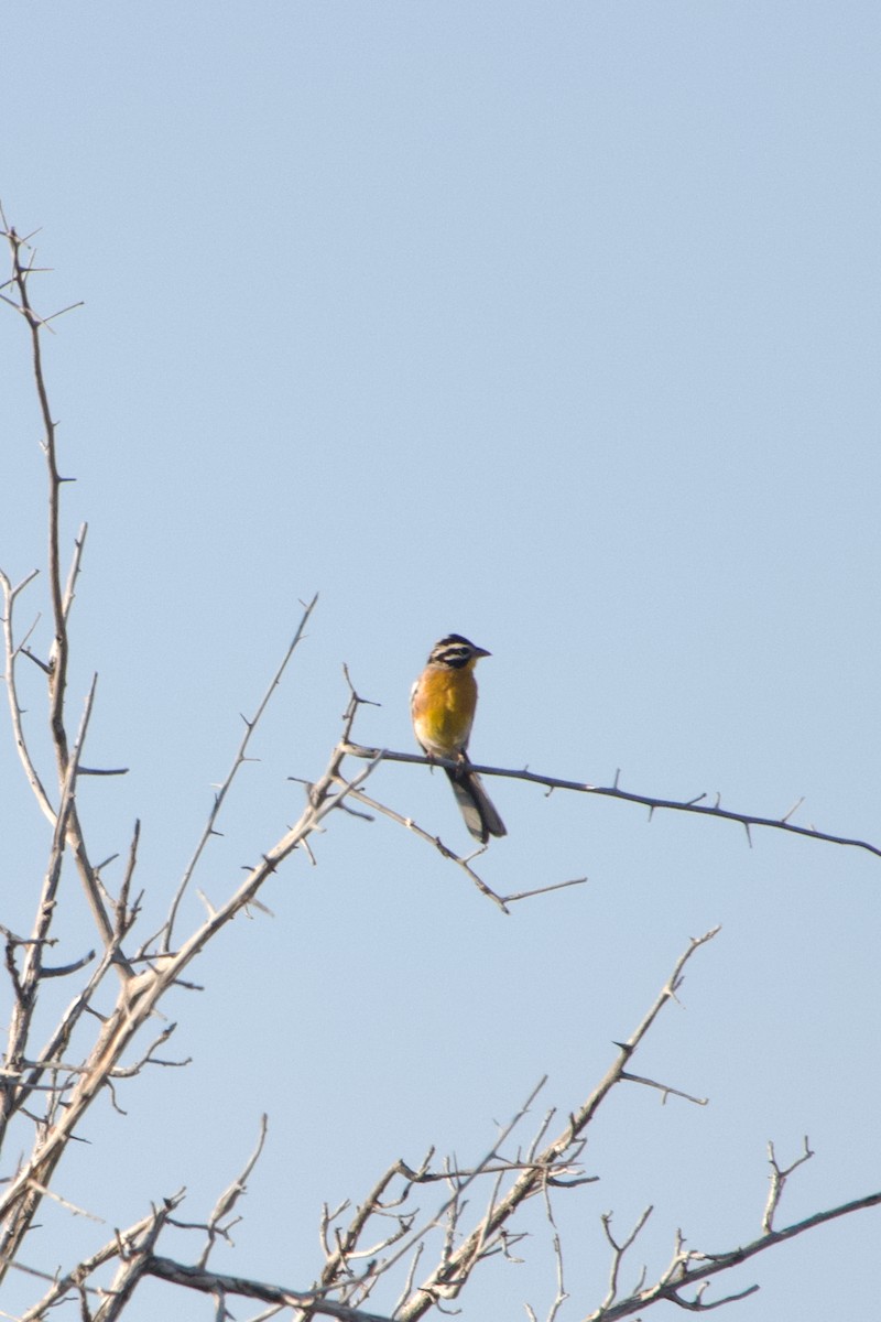 Golden-breasted Bunting - ML641222631