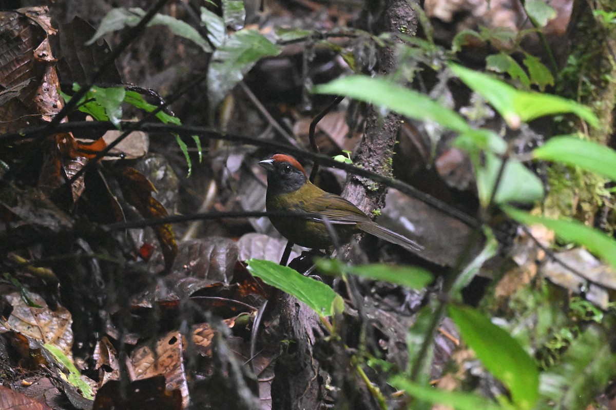 Olive Finch - ML641222633