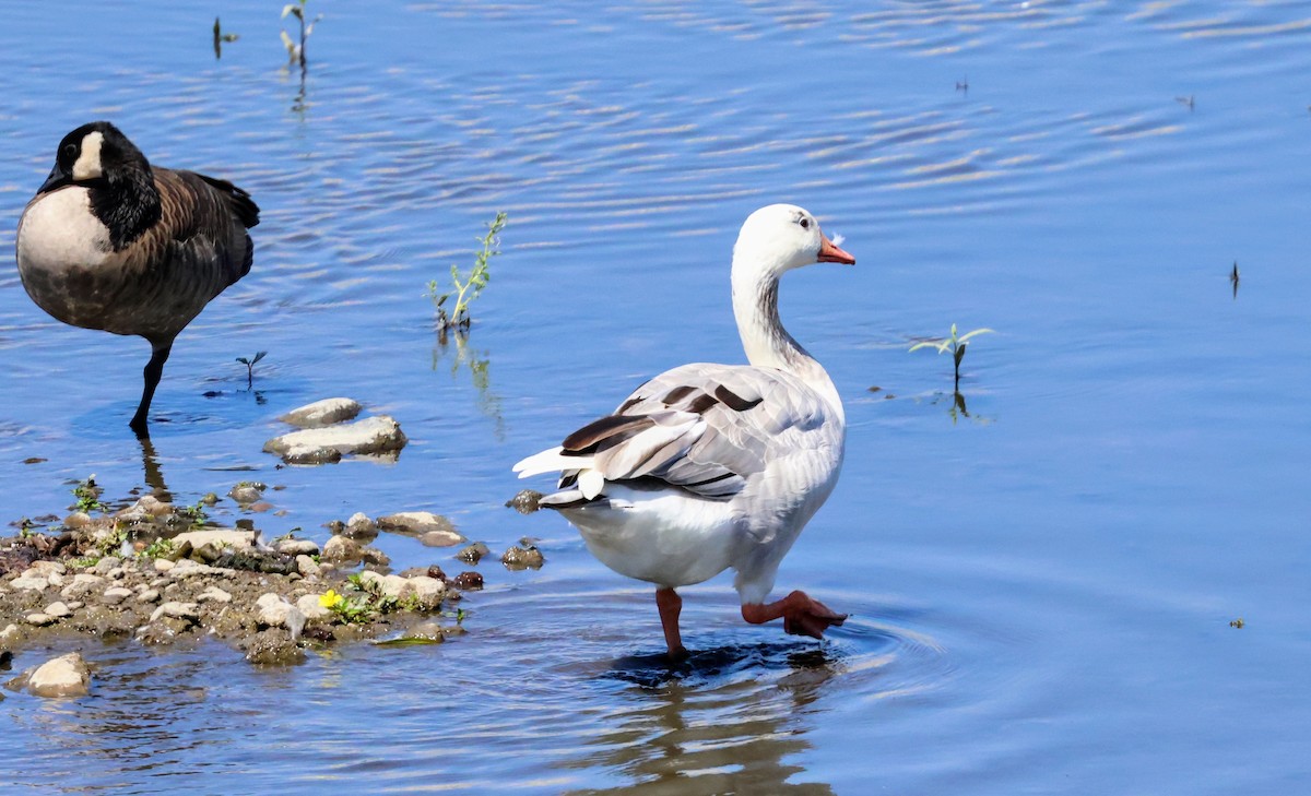 Graylag Goose (Domestic type) - ML641222640