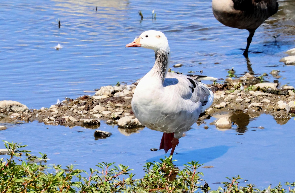 Graylag Goose (Domestic type) - ML641222641