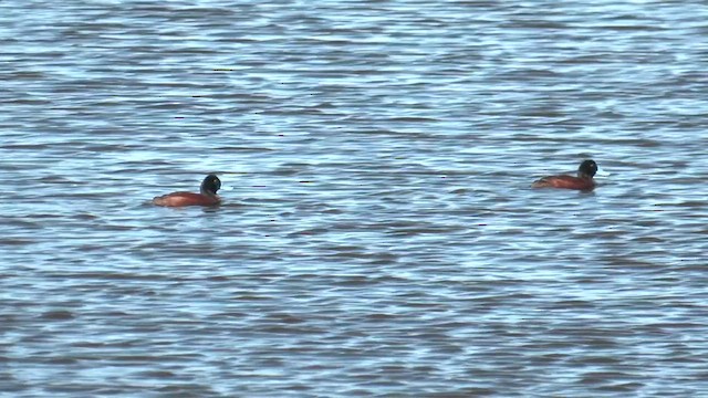 Blue-billed Duck - ML641222680