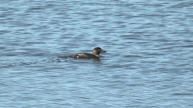 Musk Duck - ML641222687