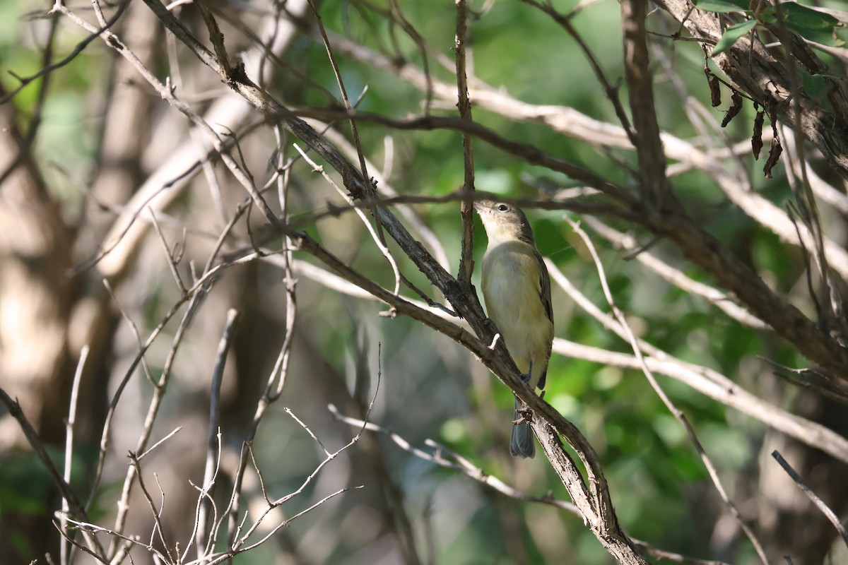 Eastern/Western Warbling Vireo - ML641222691