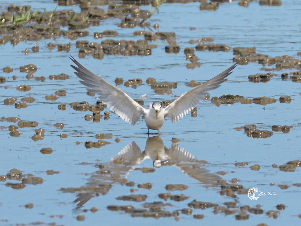 Yellow-billed Tern - ML641222692