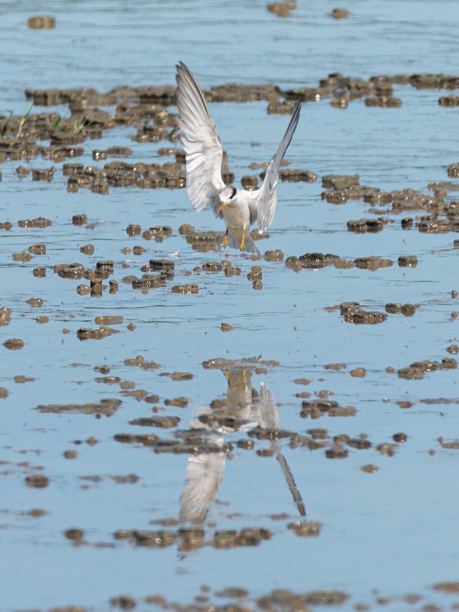 Yellow-billed Tern - ML641222693