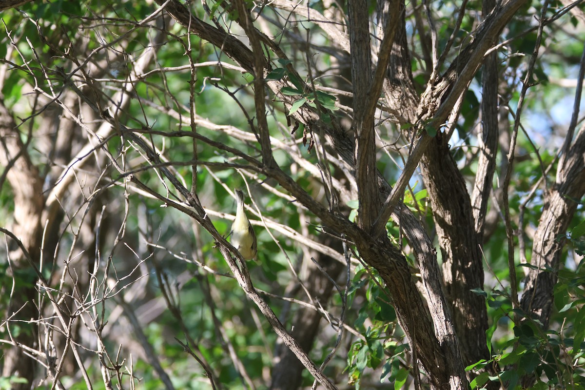 Eastern/Western Warbling Vireo - ML641222694
