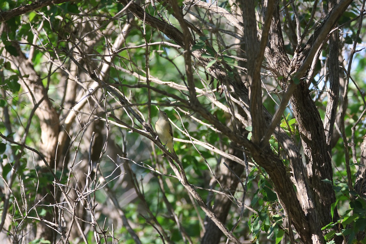 Eastern/Western Warbling Vireo - ML641222695