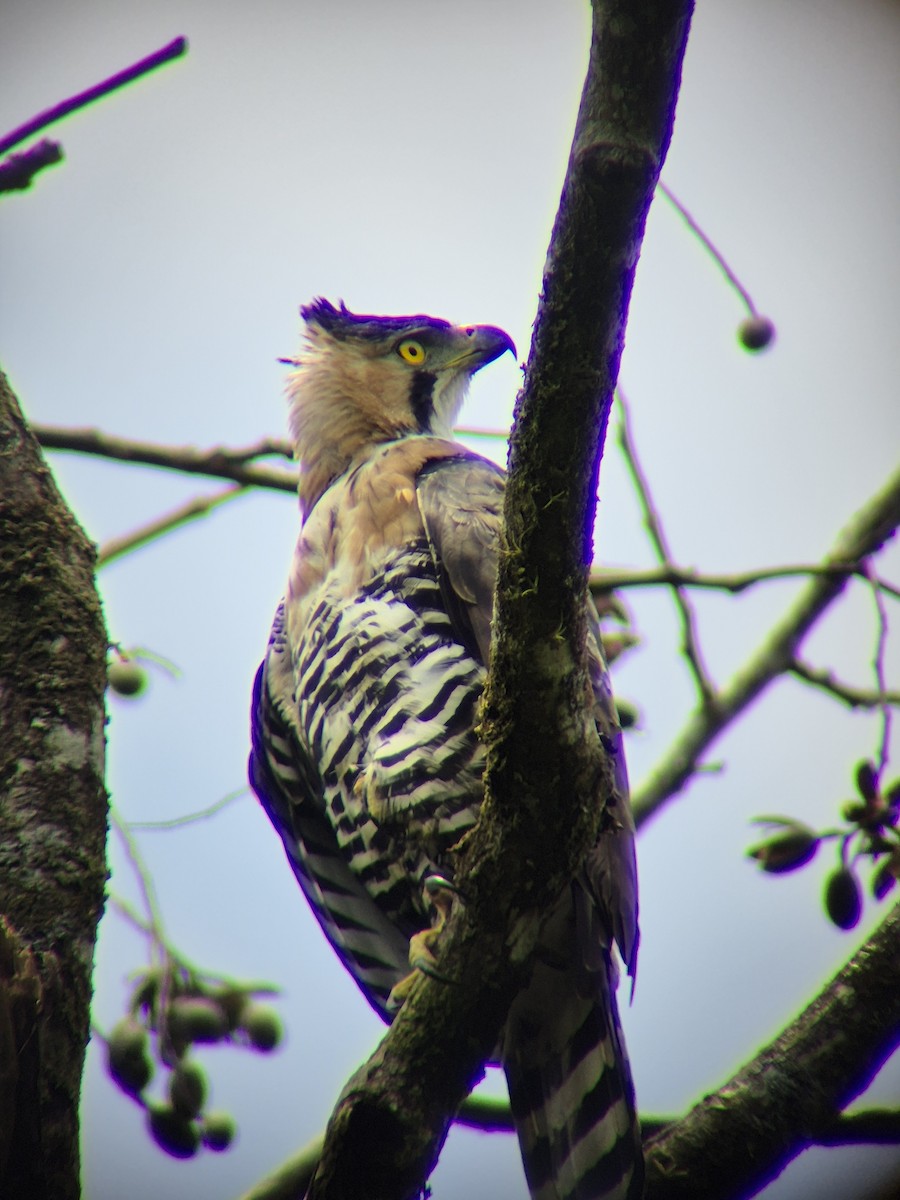 Ornate Hawk-Eagle - ML641222763