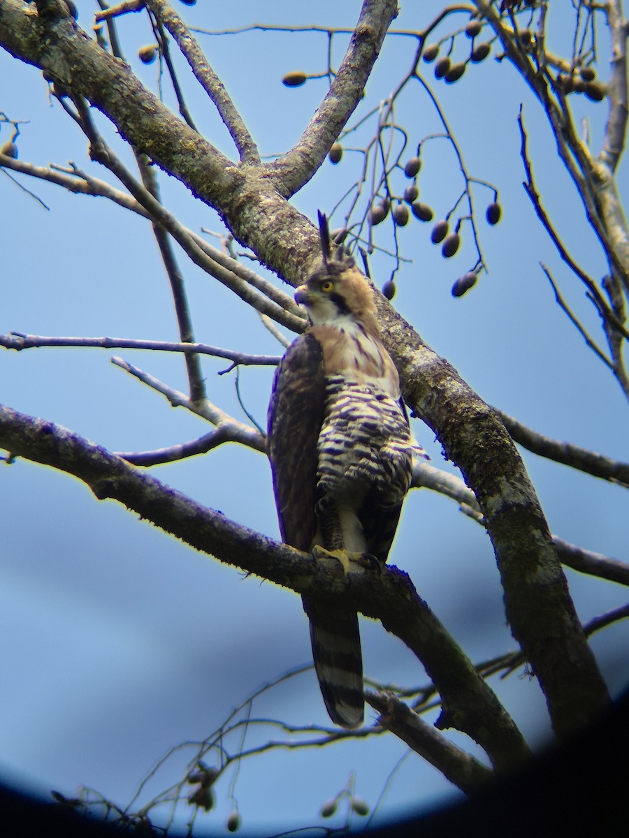 Ornate Hawk-Eagle - ML641222764