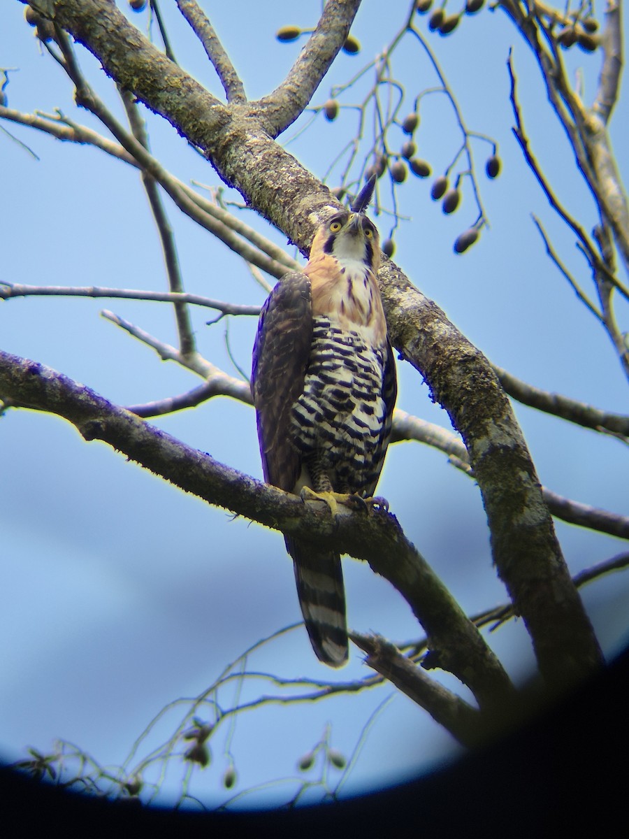 Ornate Hawk-Eagle - ML641222765