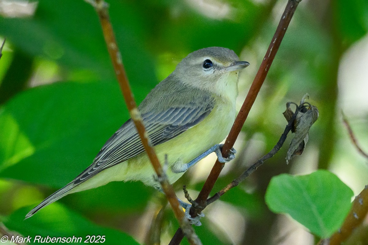 Eastern/Western Warbling Vireo - ML641222814