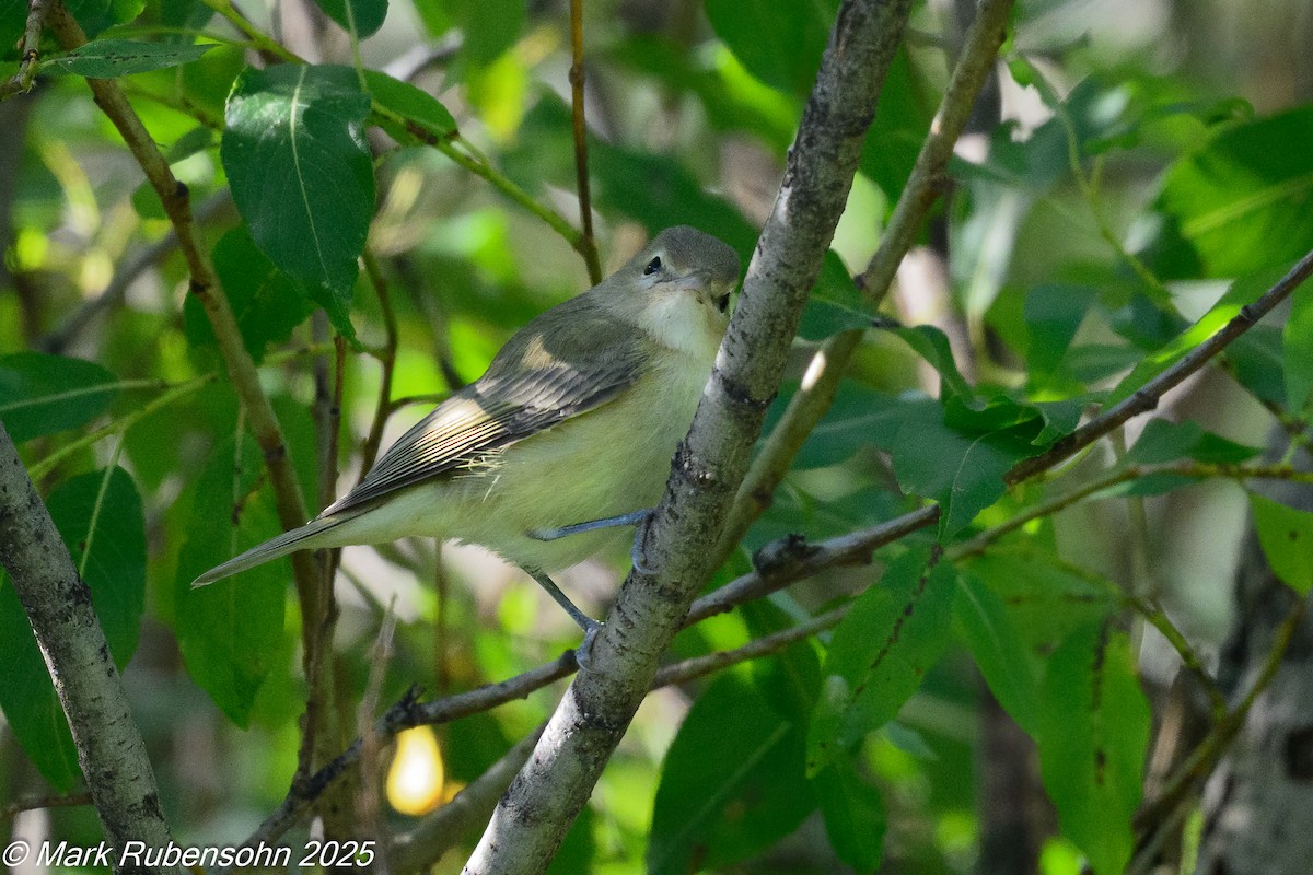 Eastern/Western Warbling Vireo - ML641222824