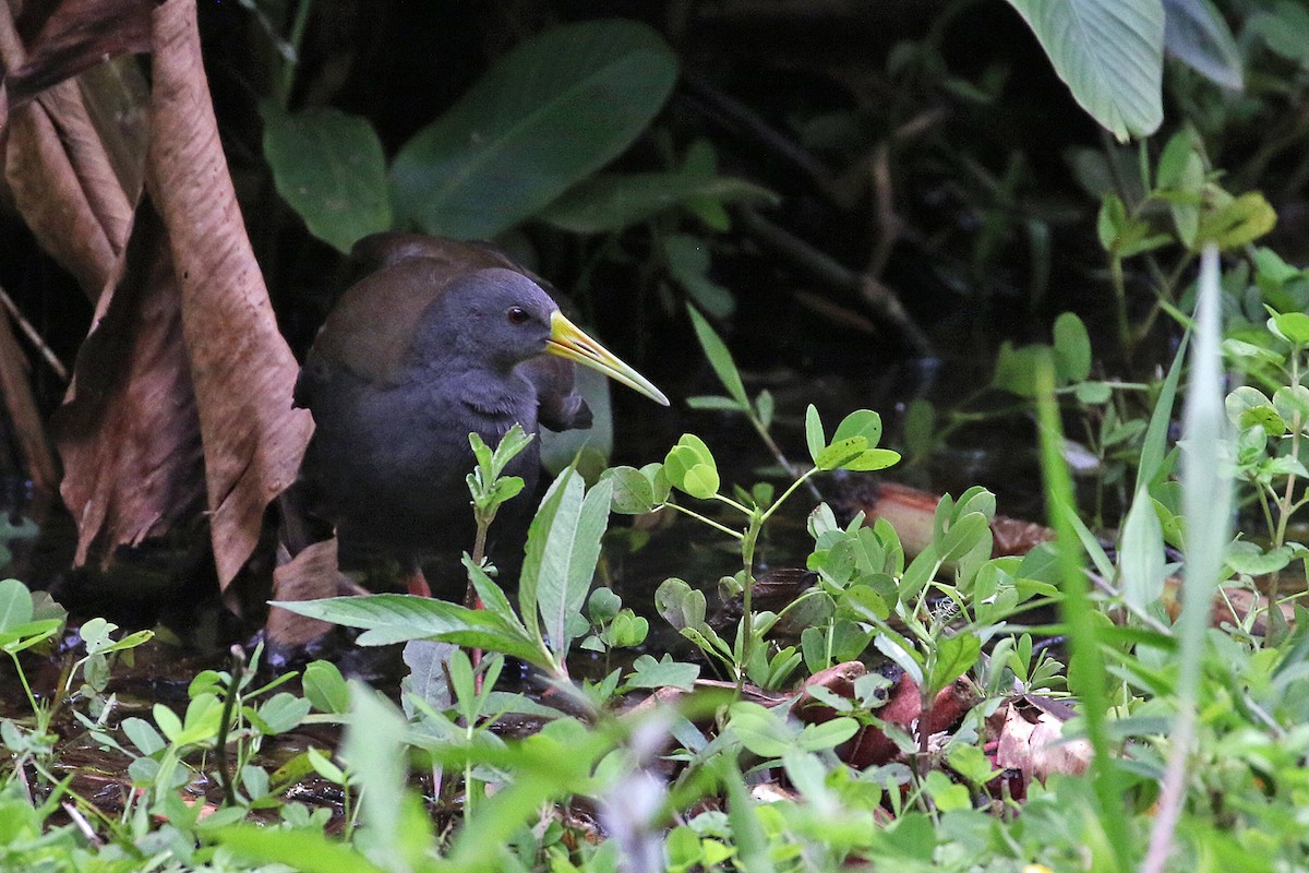 Blackish Rail - ML641222830