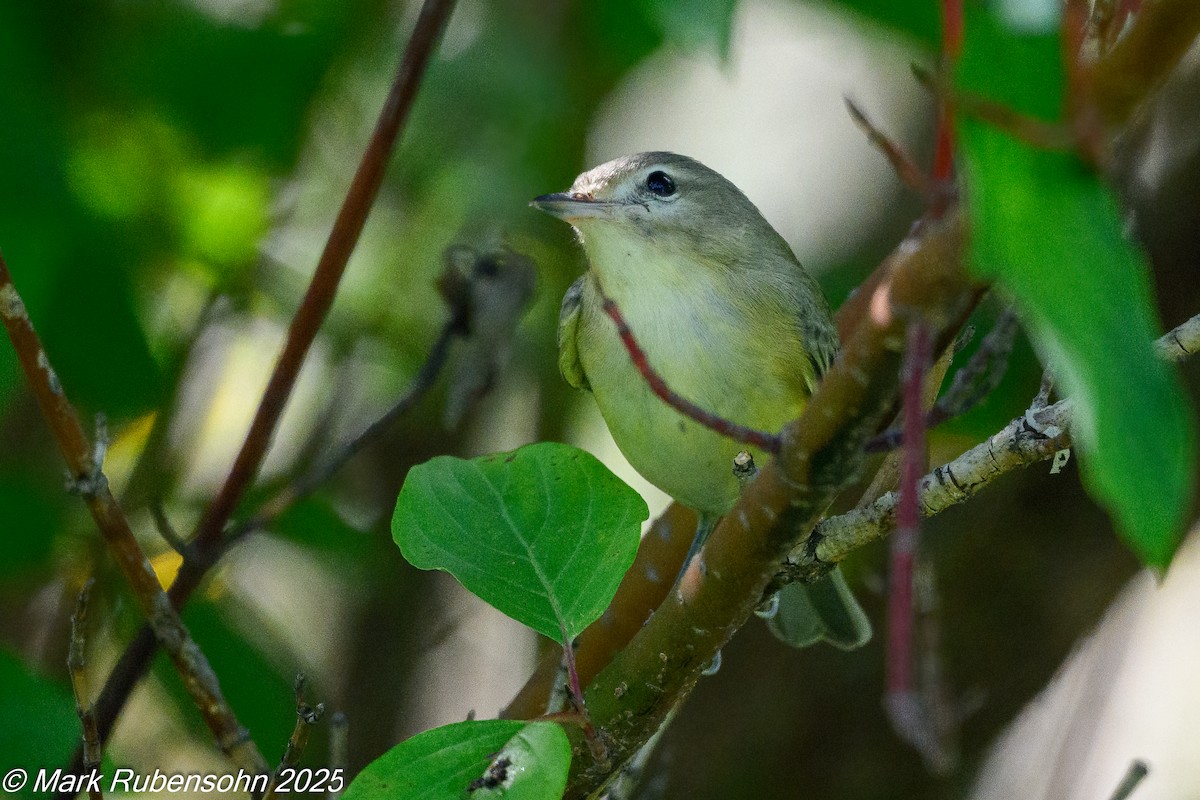 Eastern/Western Warbling Vireo - ML641222832