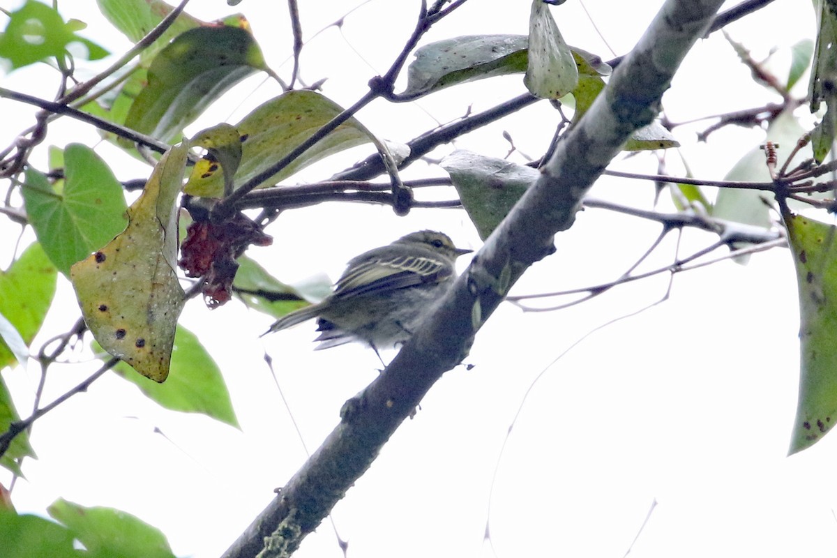 キマユコタイランチョウ（chrysops） - ML641222848