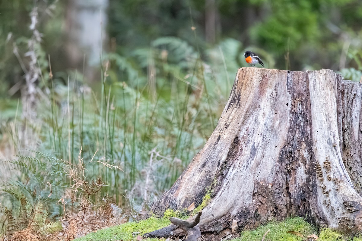 Scarlet Robin - ML641222878