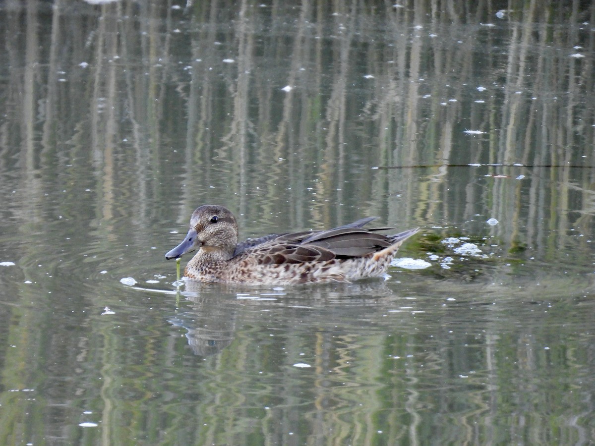 Green-winged Teal - ML641222893