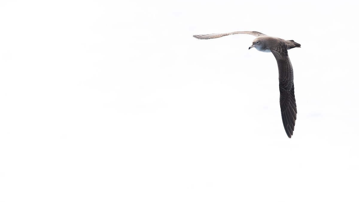 Pink-footed Shearwater - ML641222921