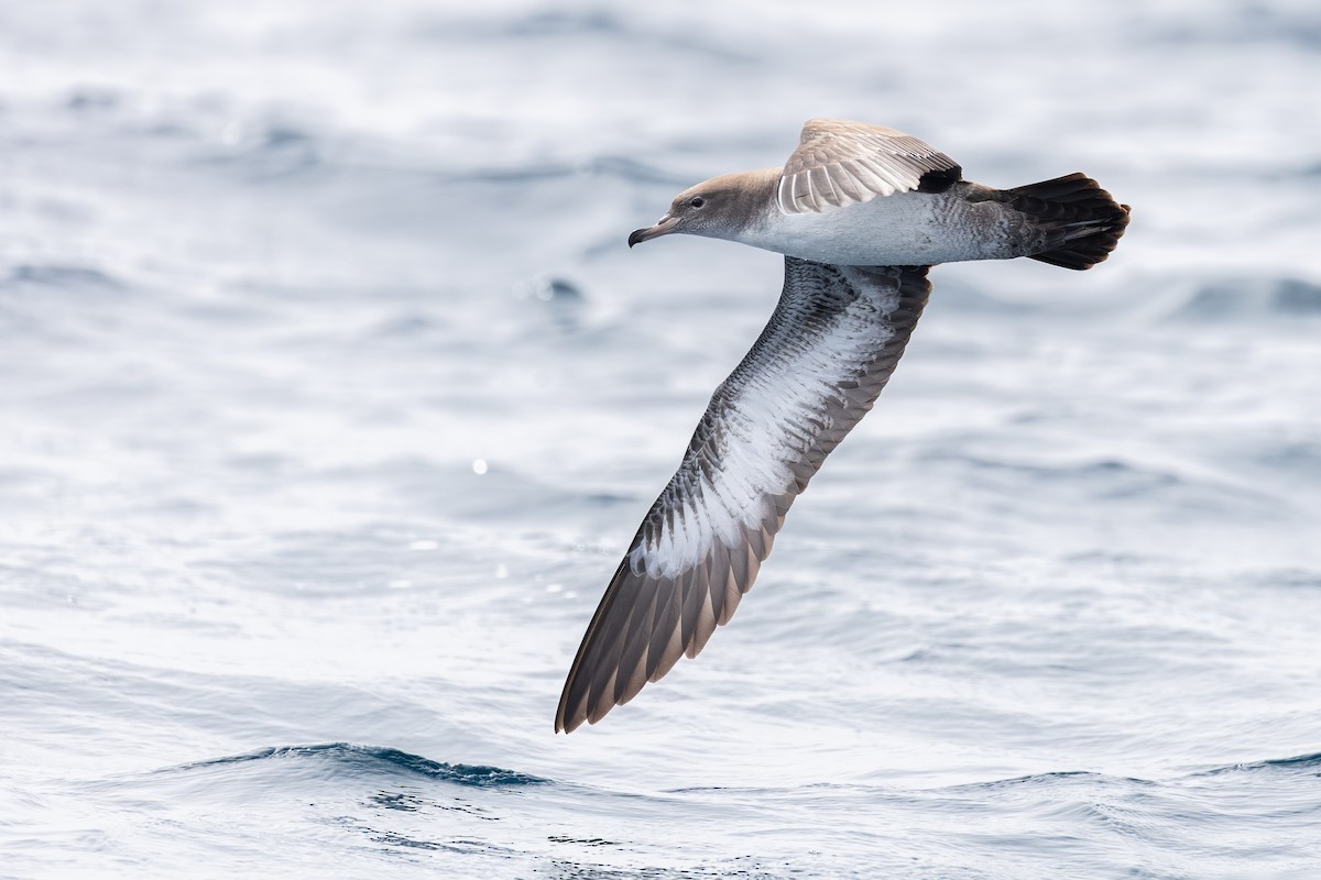 Pink-footed Shearwater - ML641222922