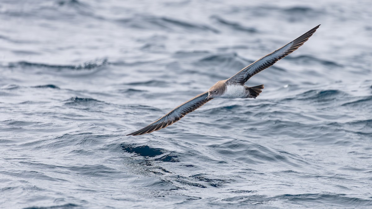 Pink-footed Shearwater - ML641222923