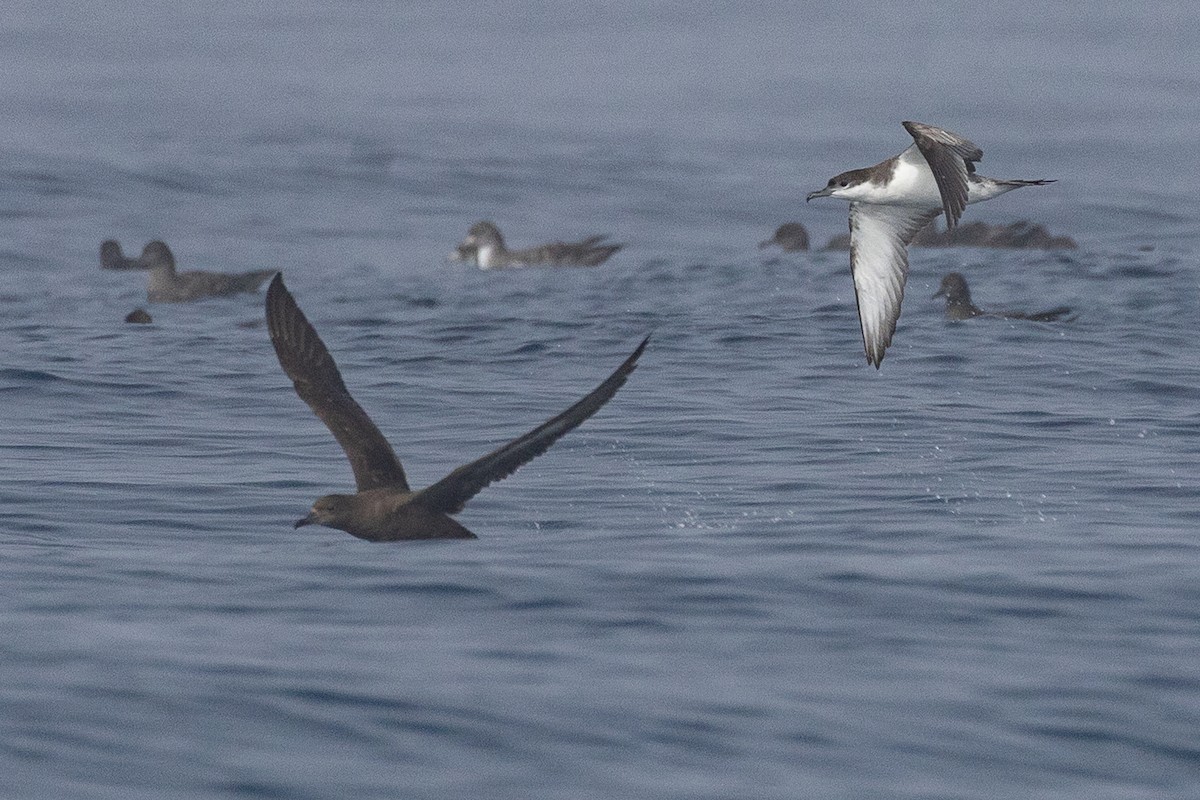 Buller's Shearwater - ML641223014