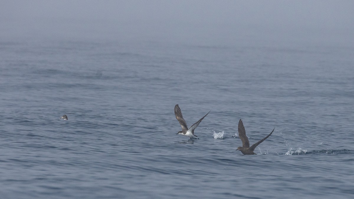 Buller's Shearwater - ML641223015