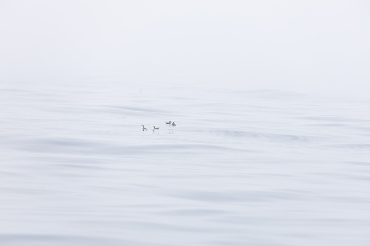 Craveri's Murrelet - ML641223022
