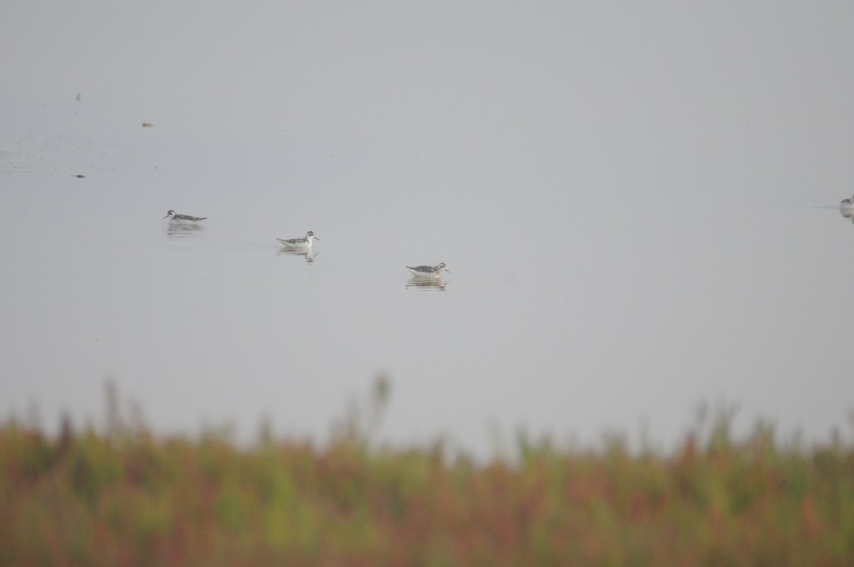 Red-necked Phalarope - ML641223029