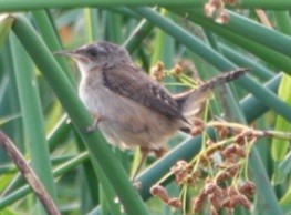 Marsh Wren - ML641223036