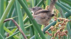 Marsh Wren - ML641223037