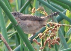 Marsh Wren - ML641223038