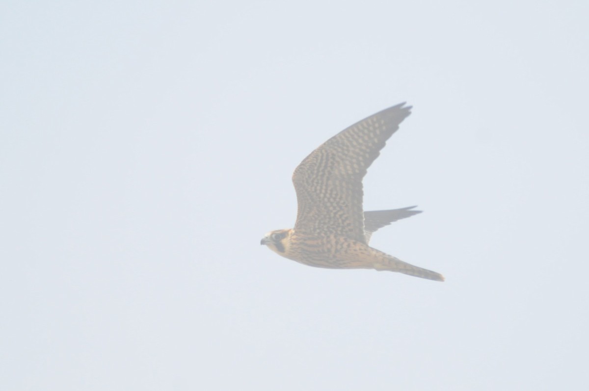 Peregrine Falcon - ML641223042