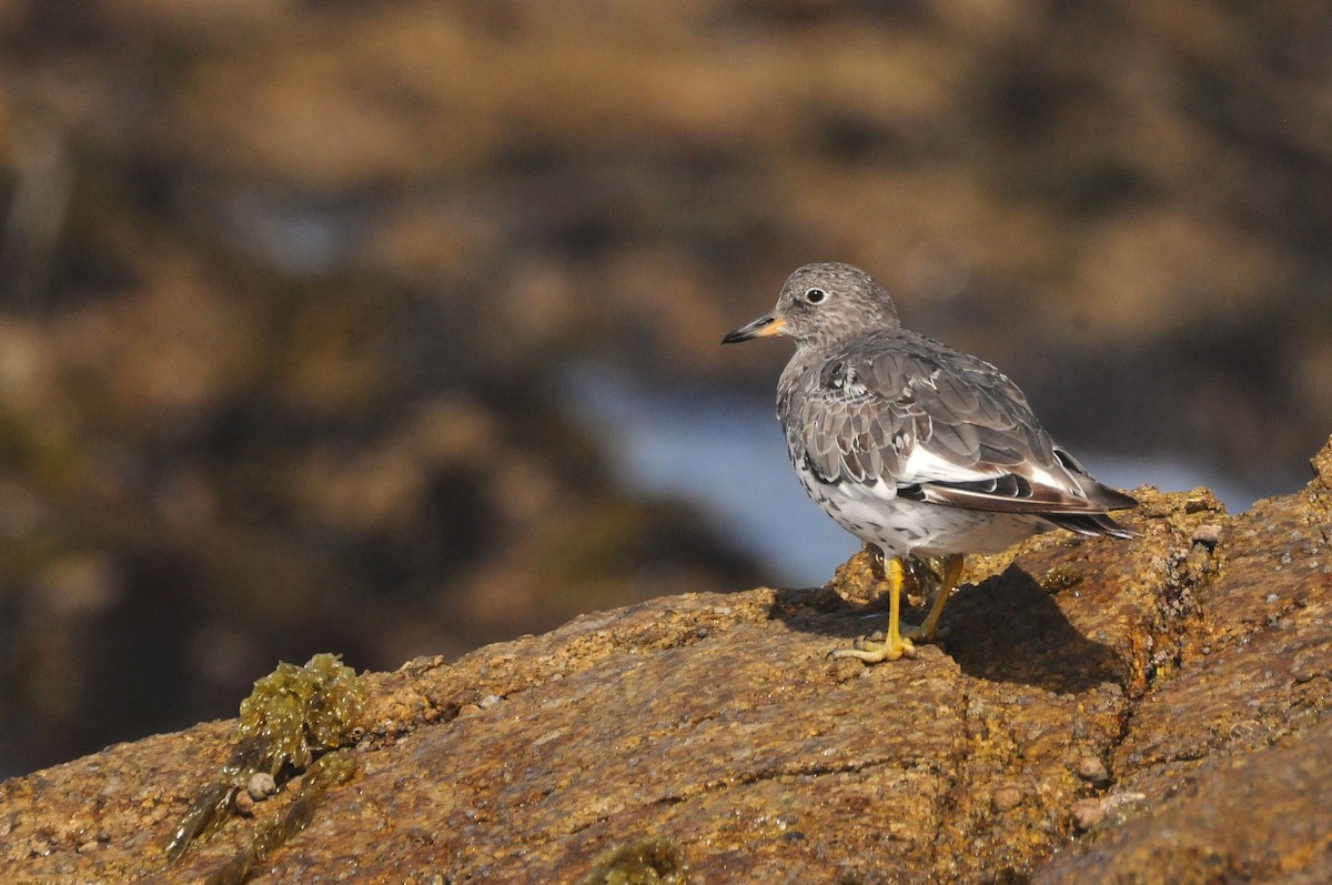 Surfbird - ML641223074